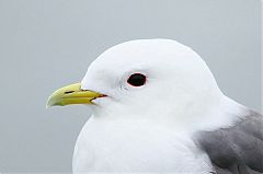 Red-legged Kittiwake